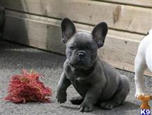 french bulldog puppy posted by ekane Beasley